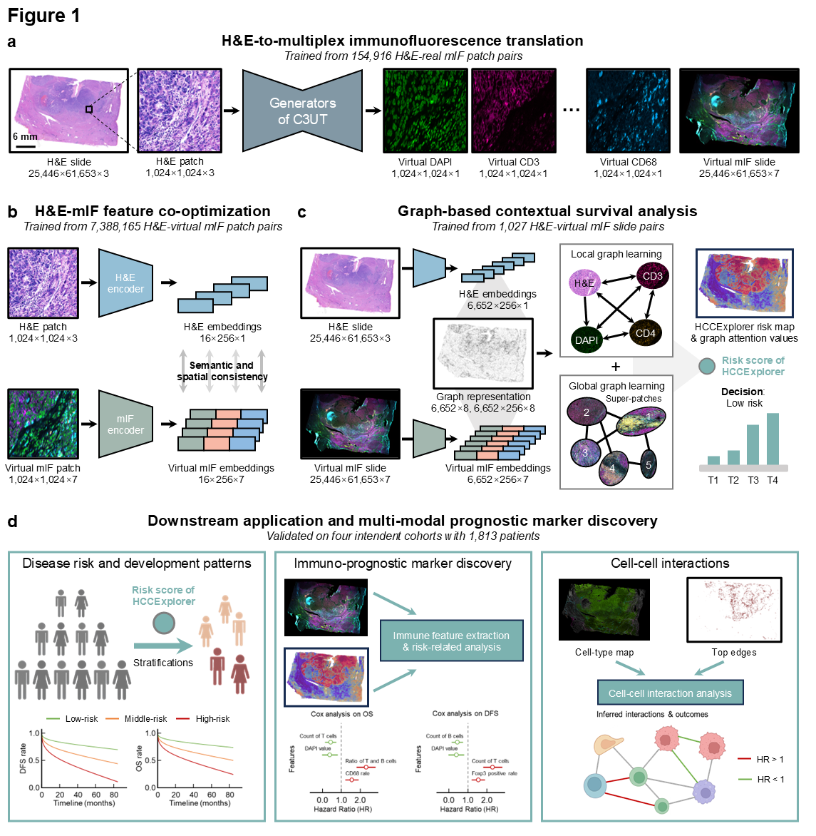 HCCExplorer framework for virtual multiplex immunofluorescence and spatial survival analysis