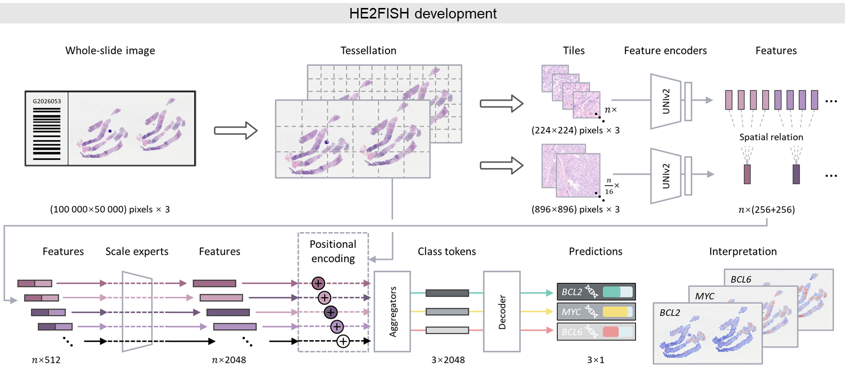 HE2FISH multiscale expert framework for gene rearrangement prediction