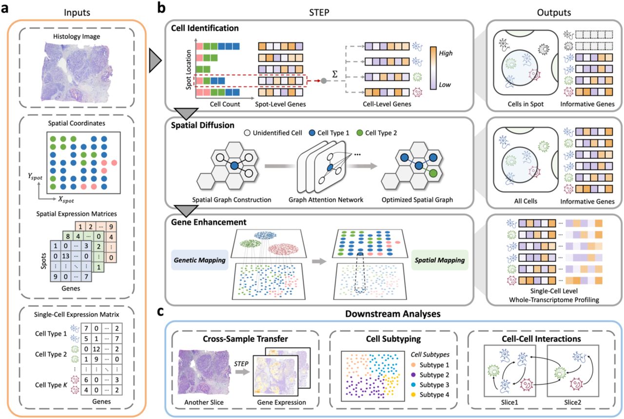 STEP framework for single-cell whole-transcriptome spatial analysis